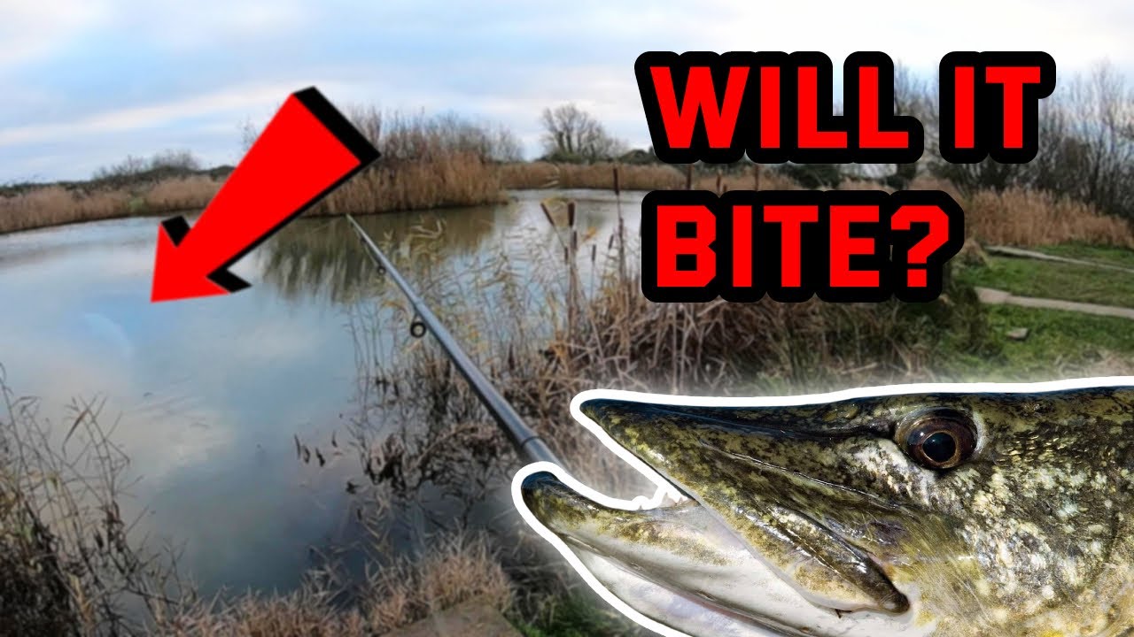 PIKE FISHING OFF THE TOP! 🎣 Using Surface Lures At Peterstone Lakes!