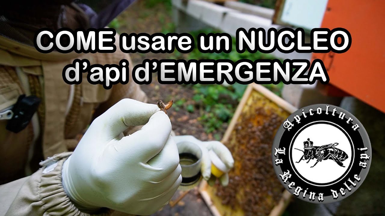 COME usare un NUCLEO d'api d'EMERGENZA #apicoltura