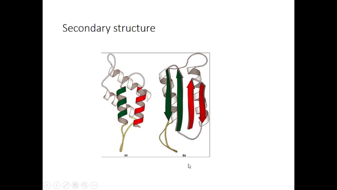 Let's Learn Food Science - Protein Structure