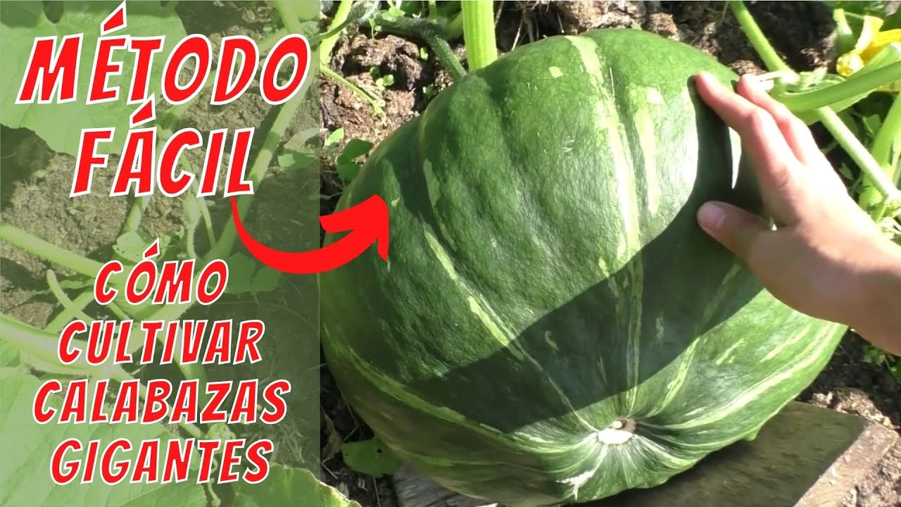 Método Fácil  ¿Cómo Cultivar Calabazas Gigantes II huerto