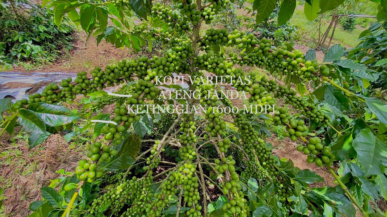 KOPI VARIETAS ATENG JANDA/PUCUK MERAH KETINGIAN 1600mdpl #kopiarabikagayo #kopiarabika #kebunkopi