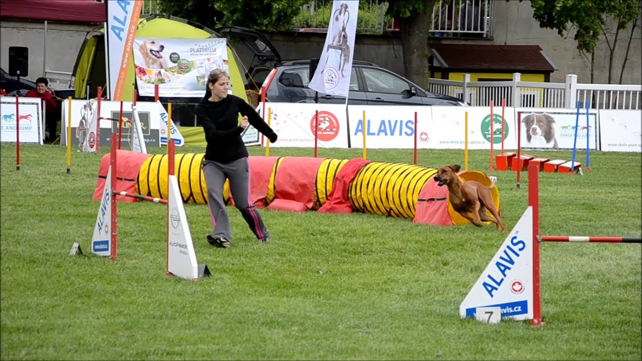 Rhodesian ridgeback and agility? Why not! :)