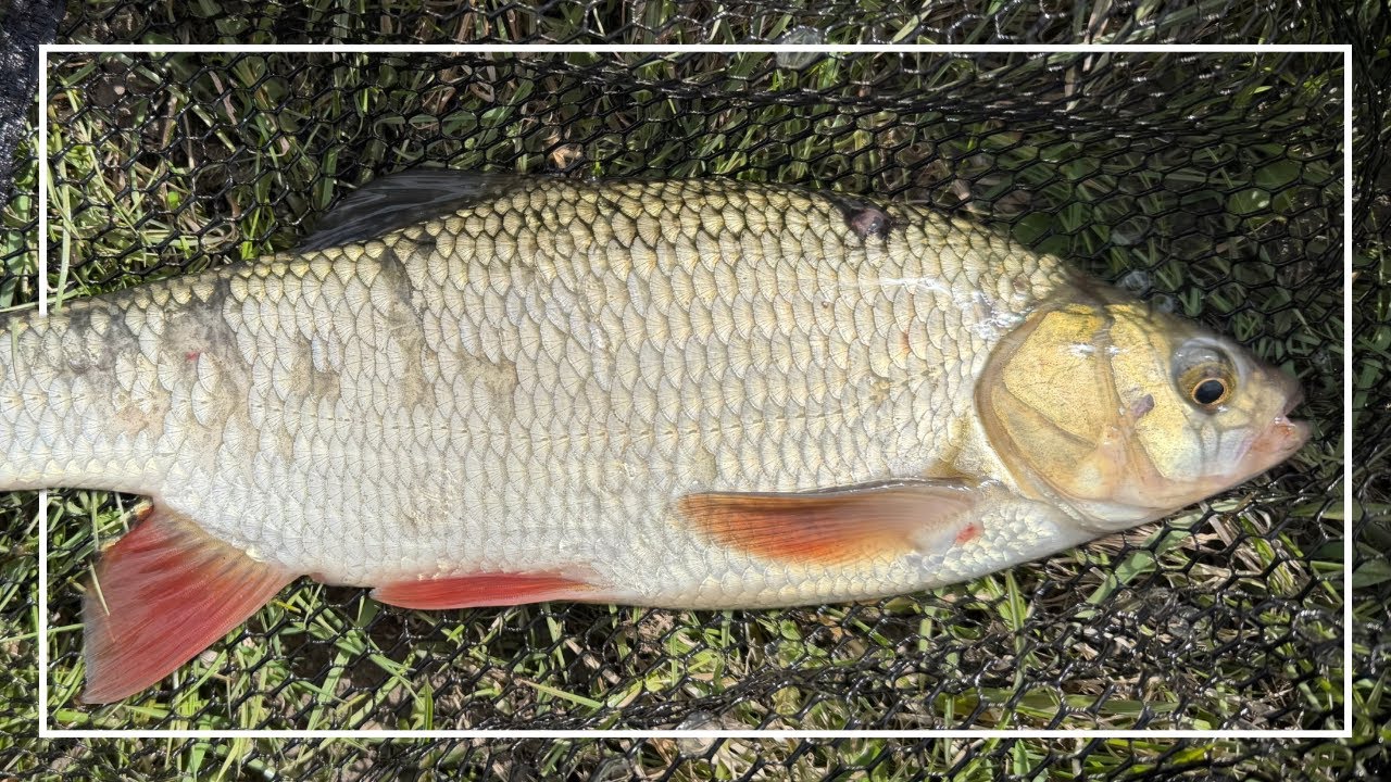 Klenie i Jazie z małej rzeki | Otwarcie sezonu Spinningowego 2026!