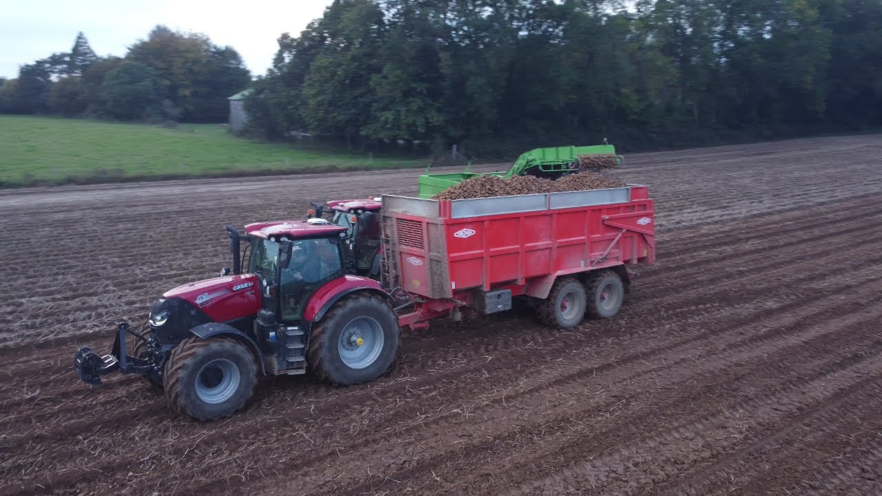 arrachage de pomme de terre 2K24 100 % case IH🥔