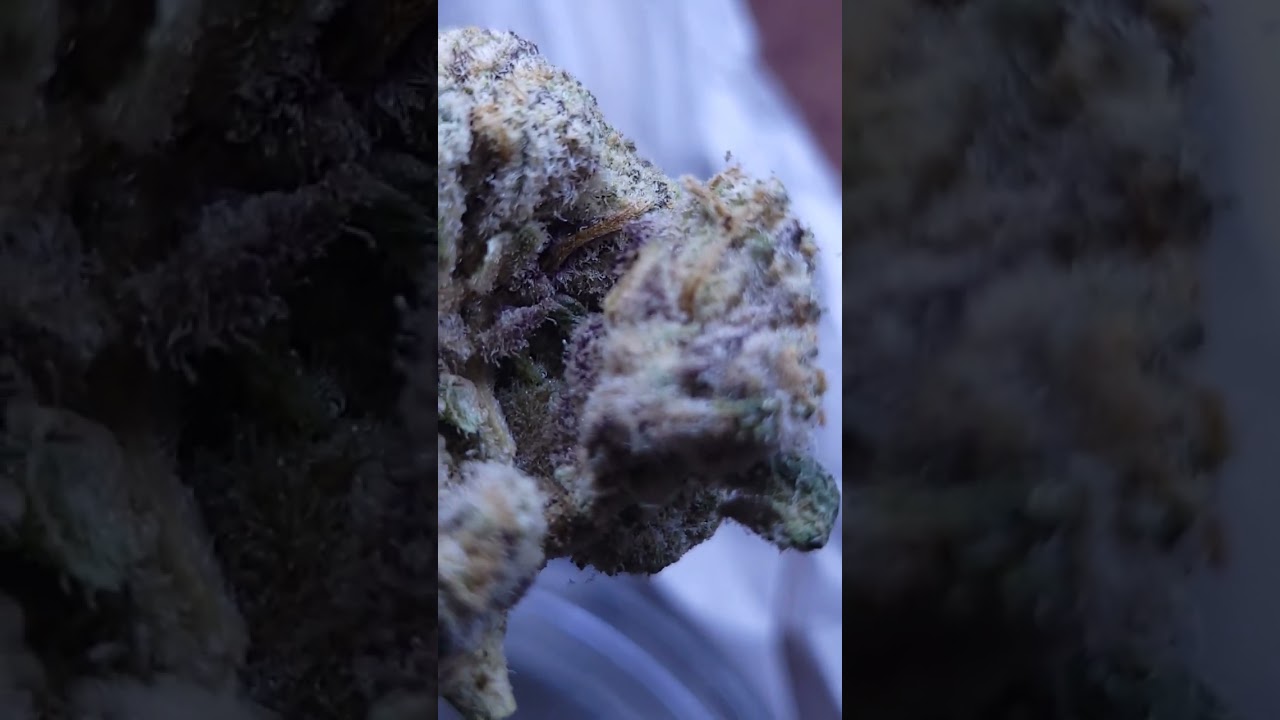 Hmp Botanicals Gelatti (High ThCa) Code - Flavorsonly #thCaflower #hempcartel #bestthCainthegame