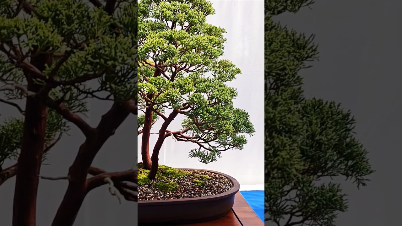 Gorgeous Chinese Juniper Bonsai Forest (NRW bonsai Days)