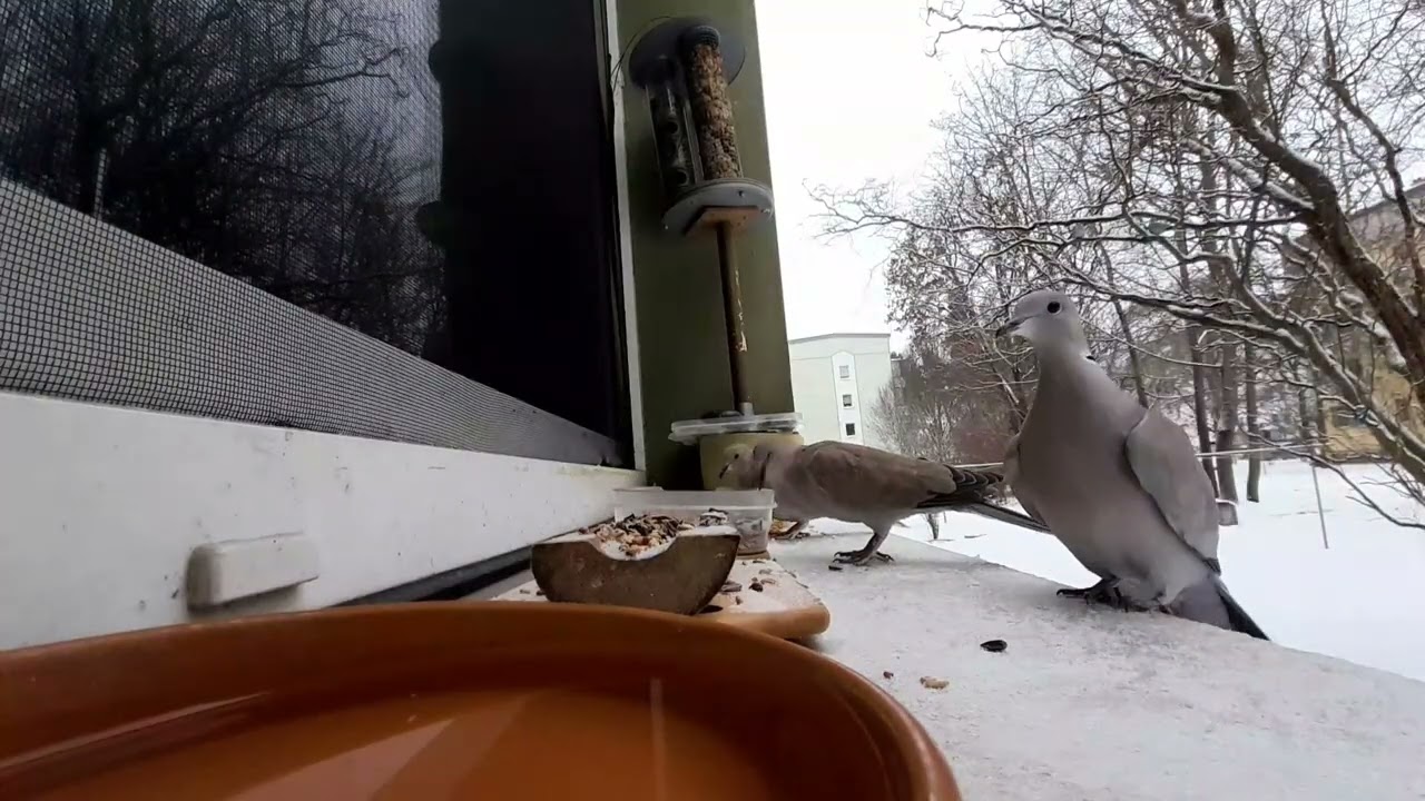 January Birds