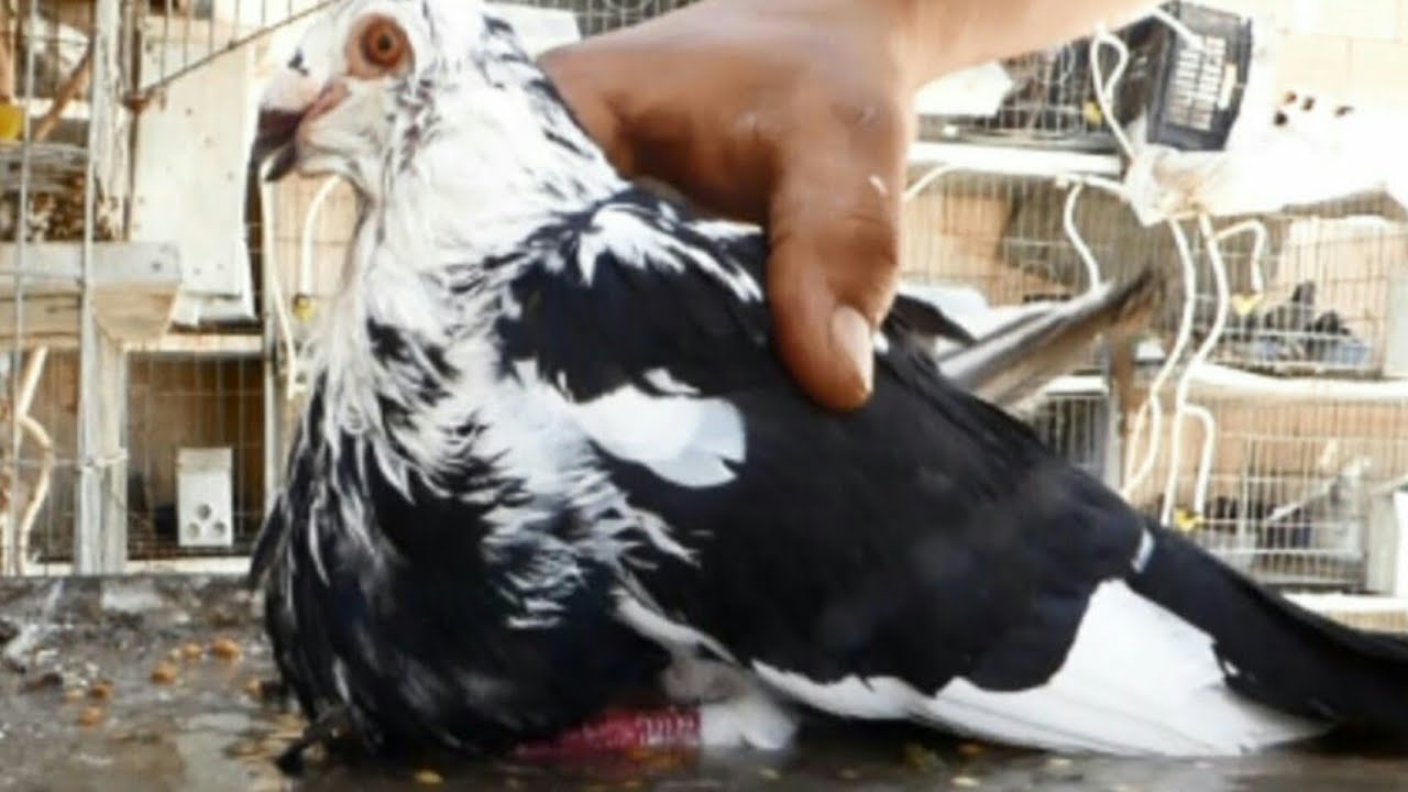 علاج أخطر أمراض الحمام النفاخ الإسباني