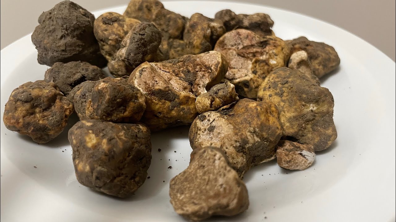 TUTTO SUI TARTUFI IL BIANCO E IL NERO. Conservazione, Pulizia e Temperatura di Servizio