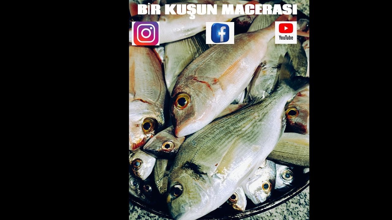 Olsun, balık tutamamayı da öğrendik,#keşfet#fishing#balık#kamp#izmir 