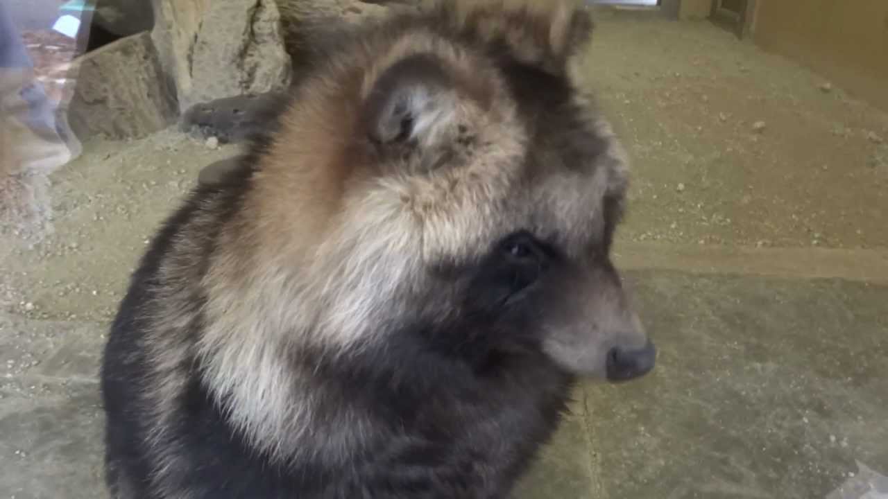 人懐っこくて可愛いタヌキ　東山動植物園　名古屋市　狸　たぬき　動物園　その１