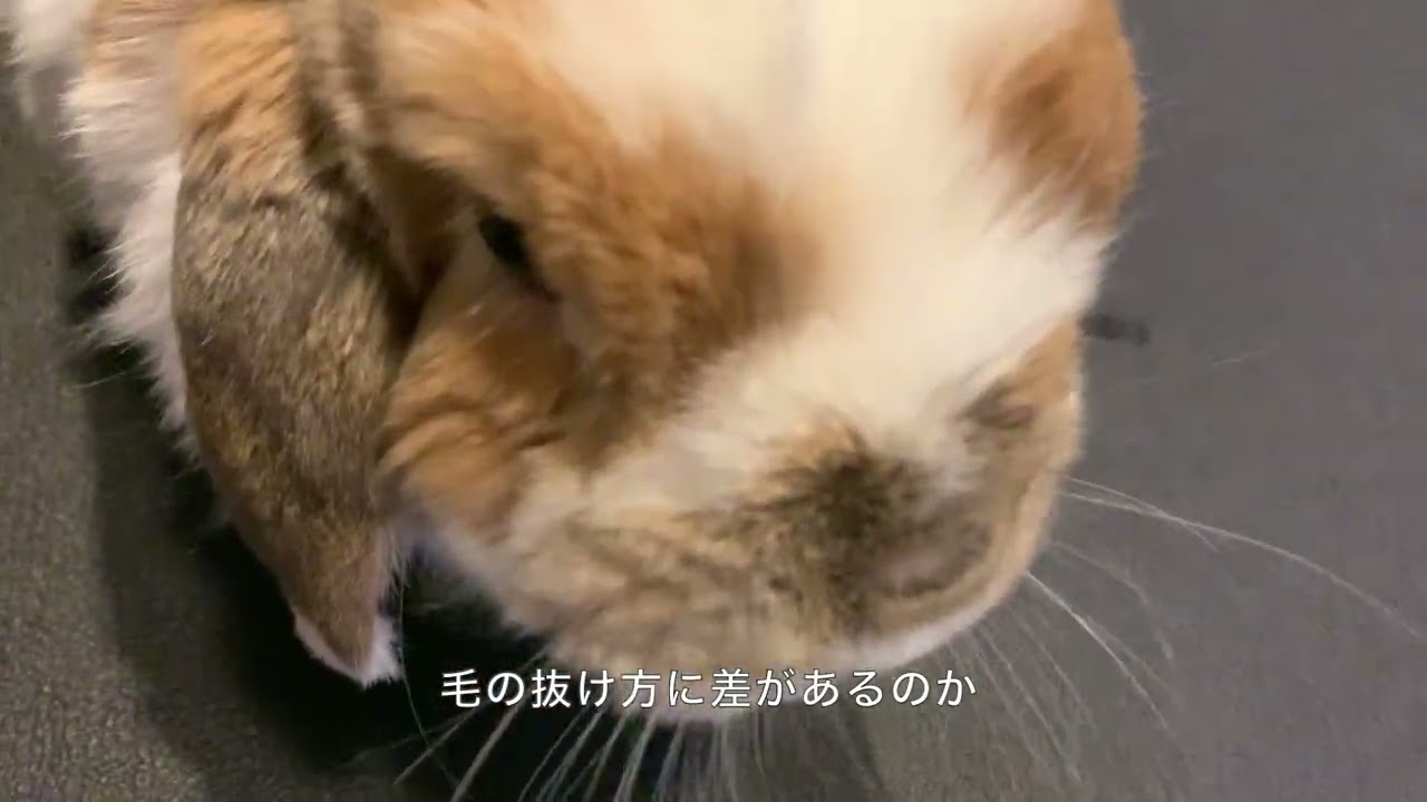 長さが異なるうさぎ