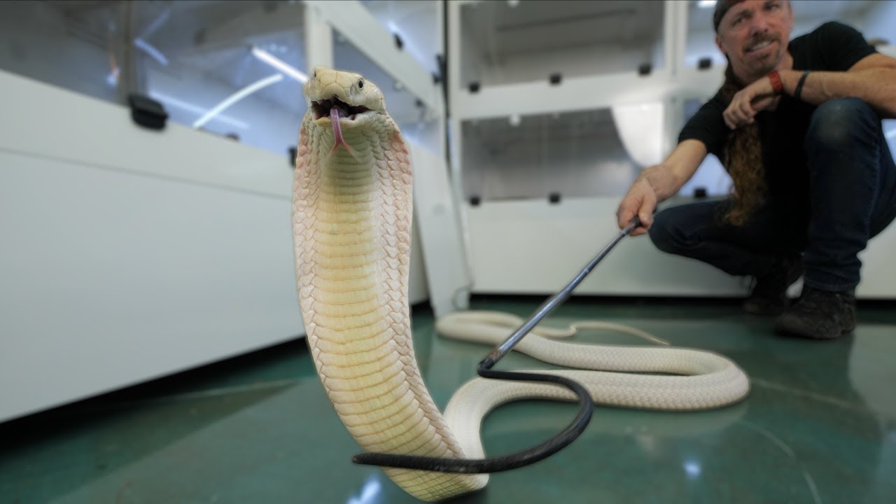 Status Update! Lilith The White King Cobra