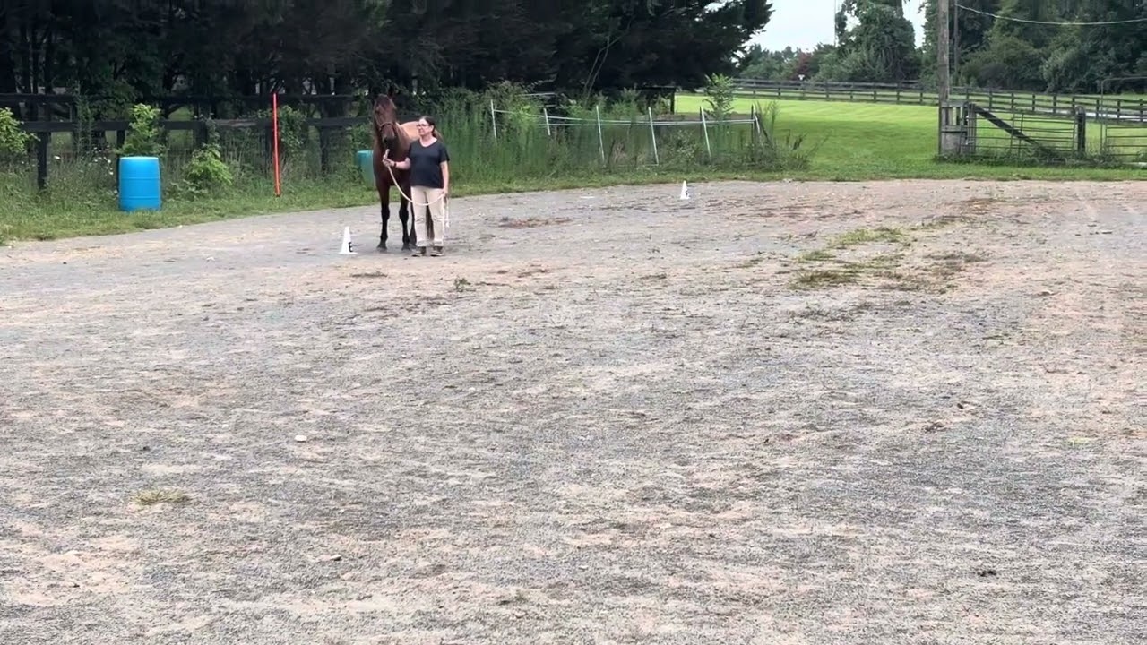 Sam Helton and Goldin’ Opportunity HSO August 2025 class 17. Walk only training test 2