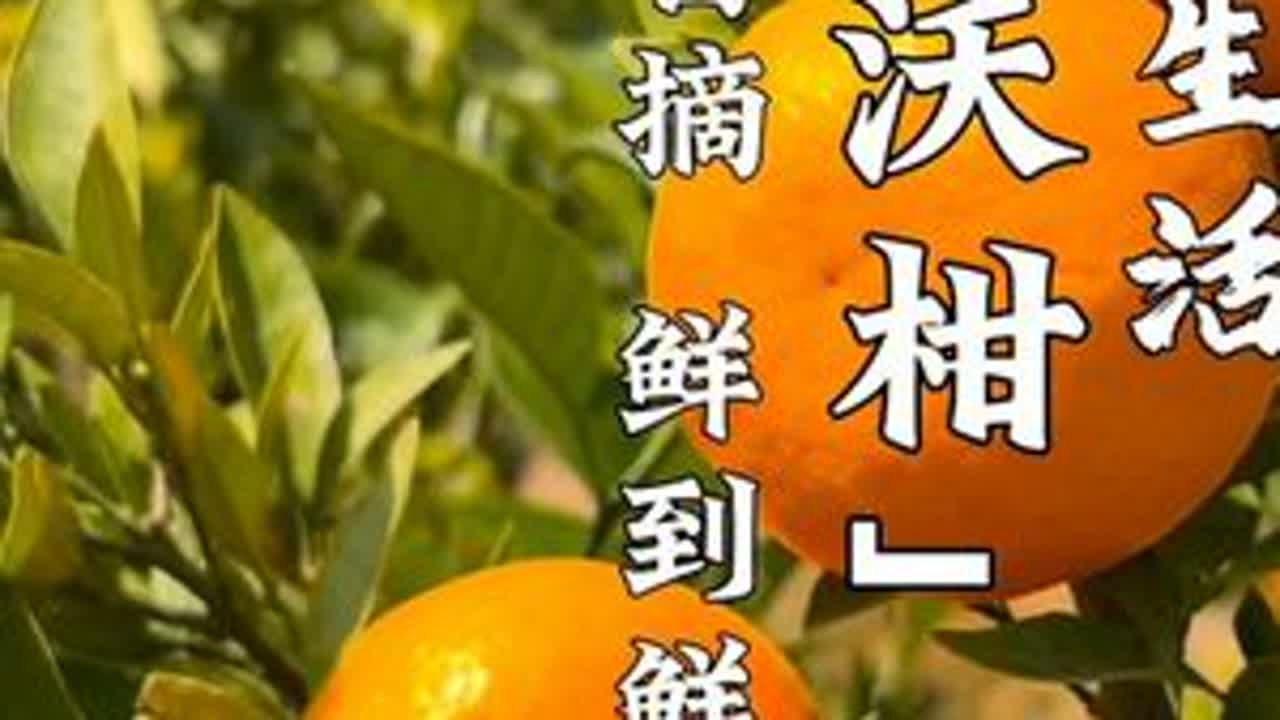 陆良也有摘沃柑的地方呀，又多了一个玩的地方 #陆良 #有一种叫云南的生活 #沃柑 #抖音助农 #我为家乡代言