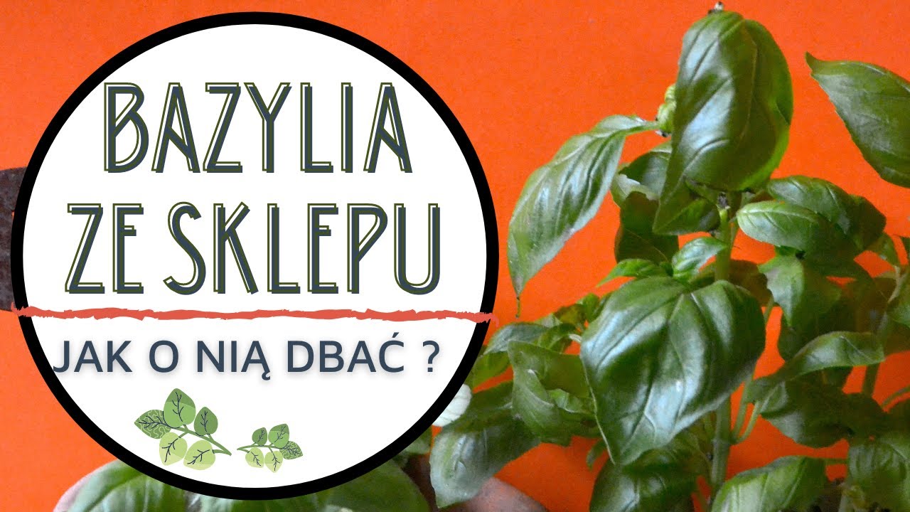 Jak dbać o BAZYLIĘ ze sklepu ? Jak podlewać, pielęgnować, nawozić bazylię w doniczce ?
