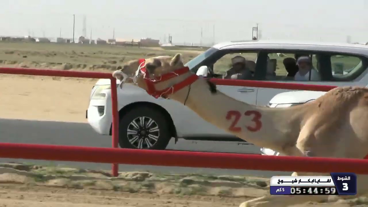 20 الشوط الثالث لقايا ابكار شيوخ الاحد 08 02 2026