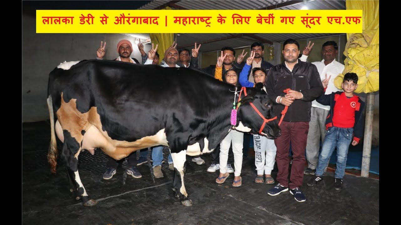 लालका डेरी नाभा पंजाब से औरंगाबाद | महाराष्ट्र के लिए बेचीं गए सूंदर एच.एफ