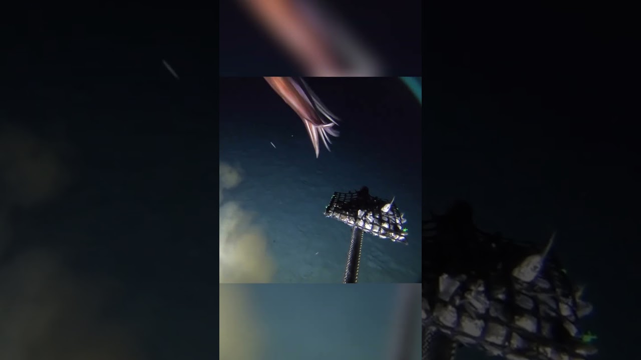 Huge Squid 3000 Feet Under The Sea! #Shorts