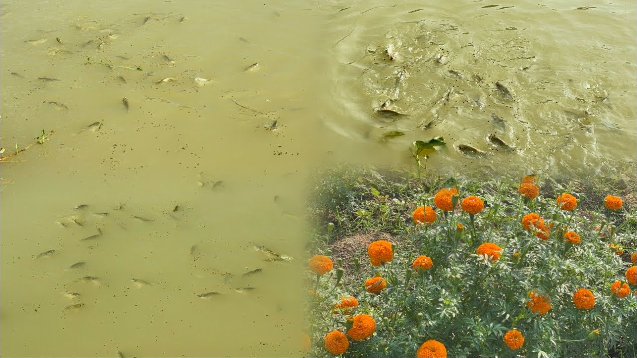น้ำใสเห็นตัวปลา เห็นแล้วสุขใจเลย🐟🐠