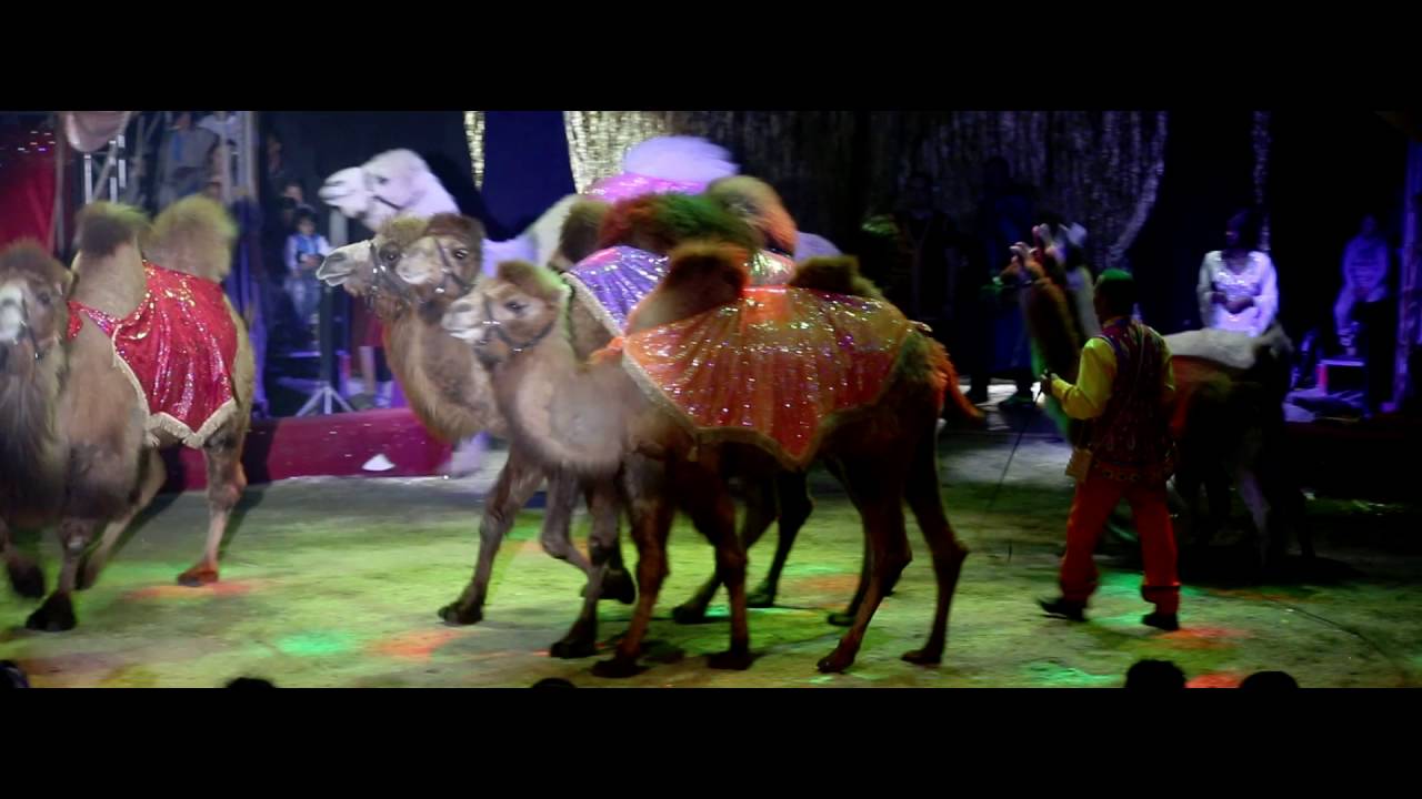 Le Cirque Medrano- Aladin et les 1001 nuits - VIDEO PROMOTIONELLE