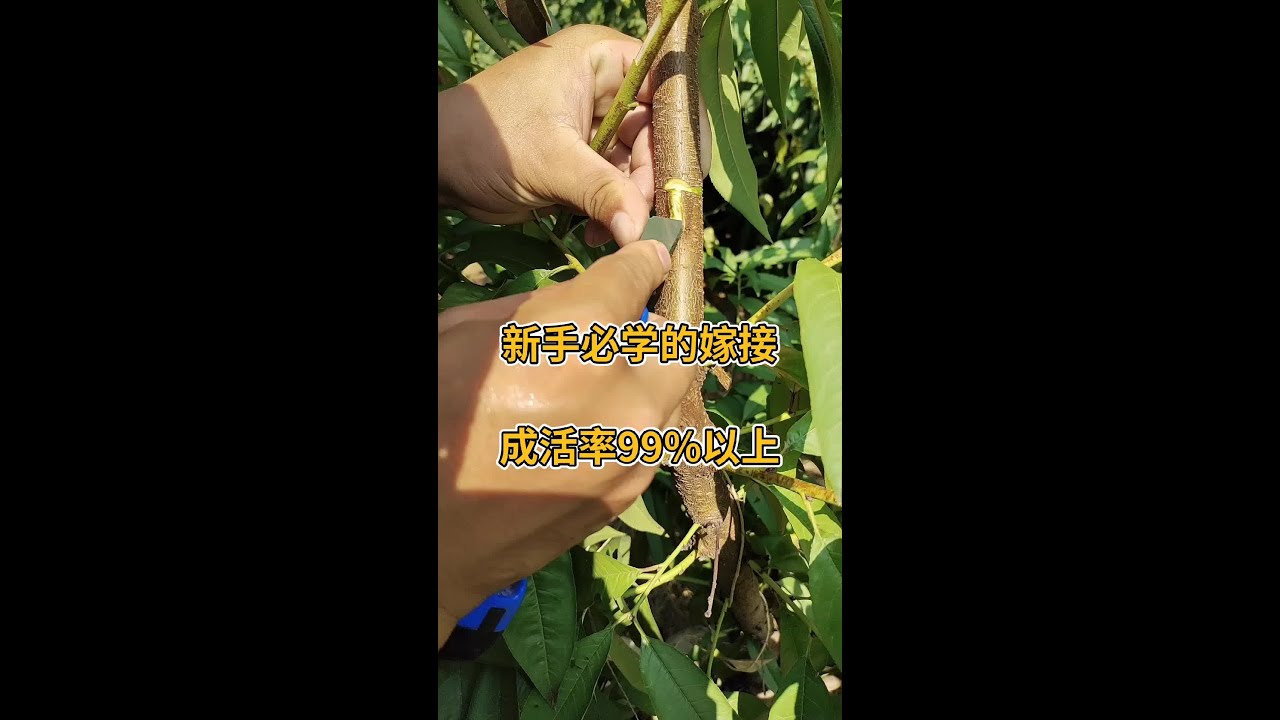 点关注，学嫁接#嫁接技术 #新农人计划2023 #抖音助农 #果树嫁接最简单最易成活的方法 #杰哥农场传播种植实用技术