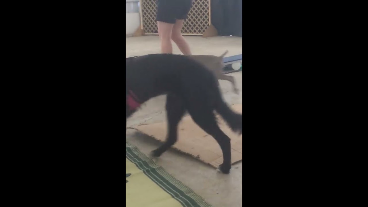 Puppy Socialization Class