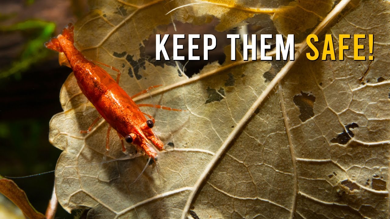 Keep Your Neocaridina Shrimp Healthy & THRIVING While On Vacation