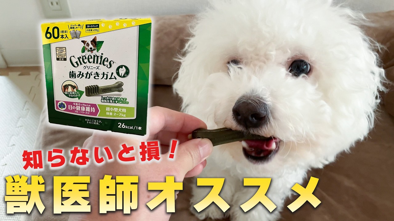 【獣医師推奨】愛犬の歯石予防に！グリニーズの効果とは？
