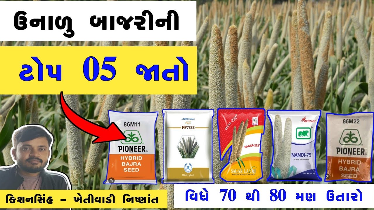 બાજરી ની વધુ ઉત્પાદન આપતી ટોપ 05 જાતો #kheti