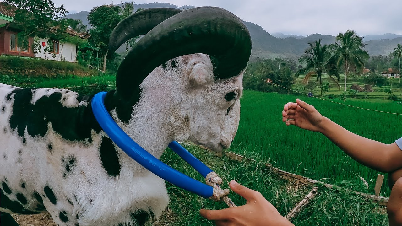 TANDUK SUPER, DOMBA ADU GARUT ANAKNYA SI GENJLONG. Picaloneun
