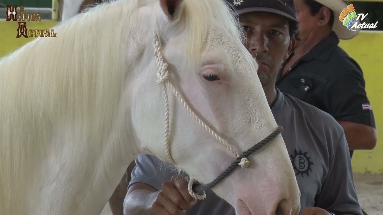 Haras Corceles del Sol - Capas Diluidas parte 1