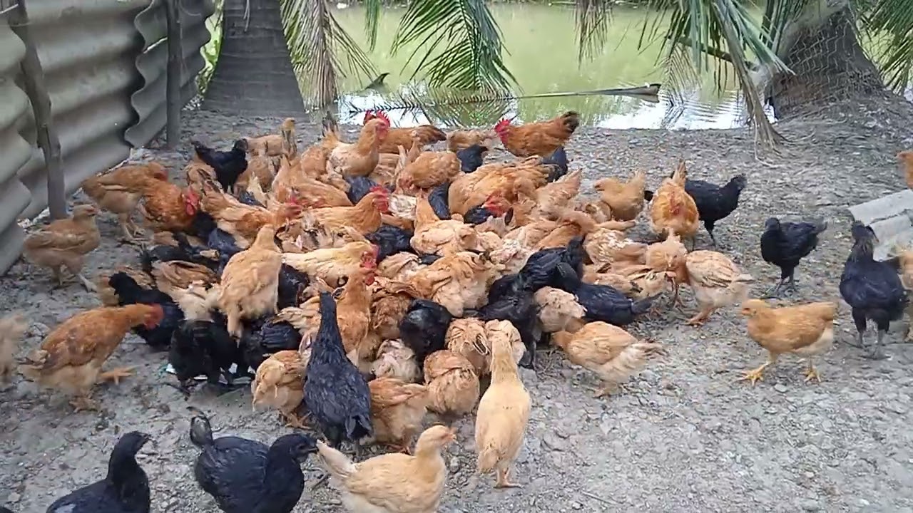 Gà tàu vàng xưa nuôi thả vườn mô hình phát triển kinh tế tại địa phương