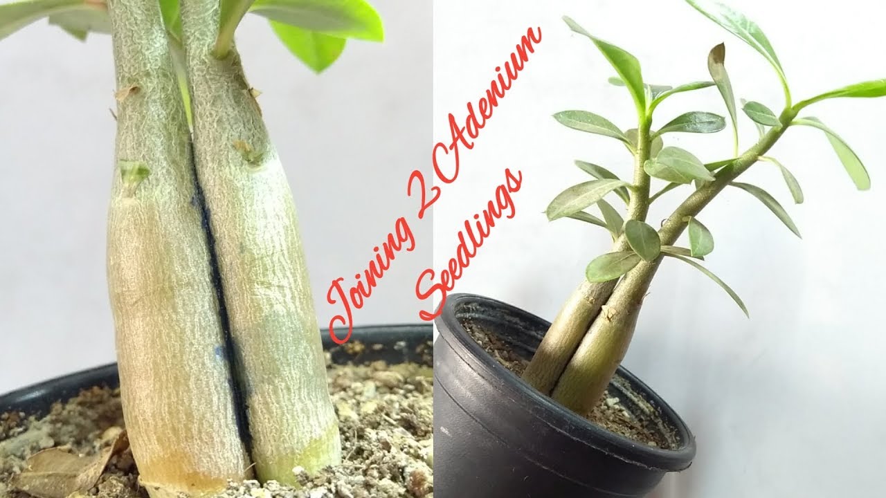 How To Join Two Adenium Seedlings || Grafting Of Two Adenium Seedlings