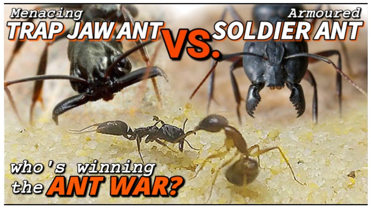 ANT'S UFC (TRAPJAW VS. CARPENTER ANT) | Колония D