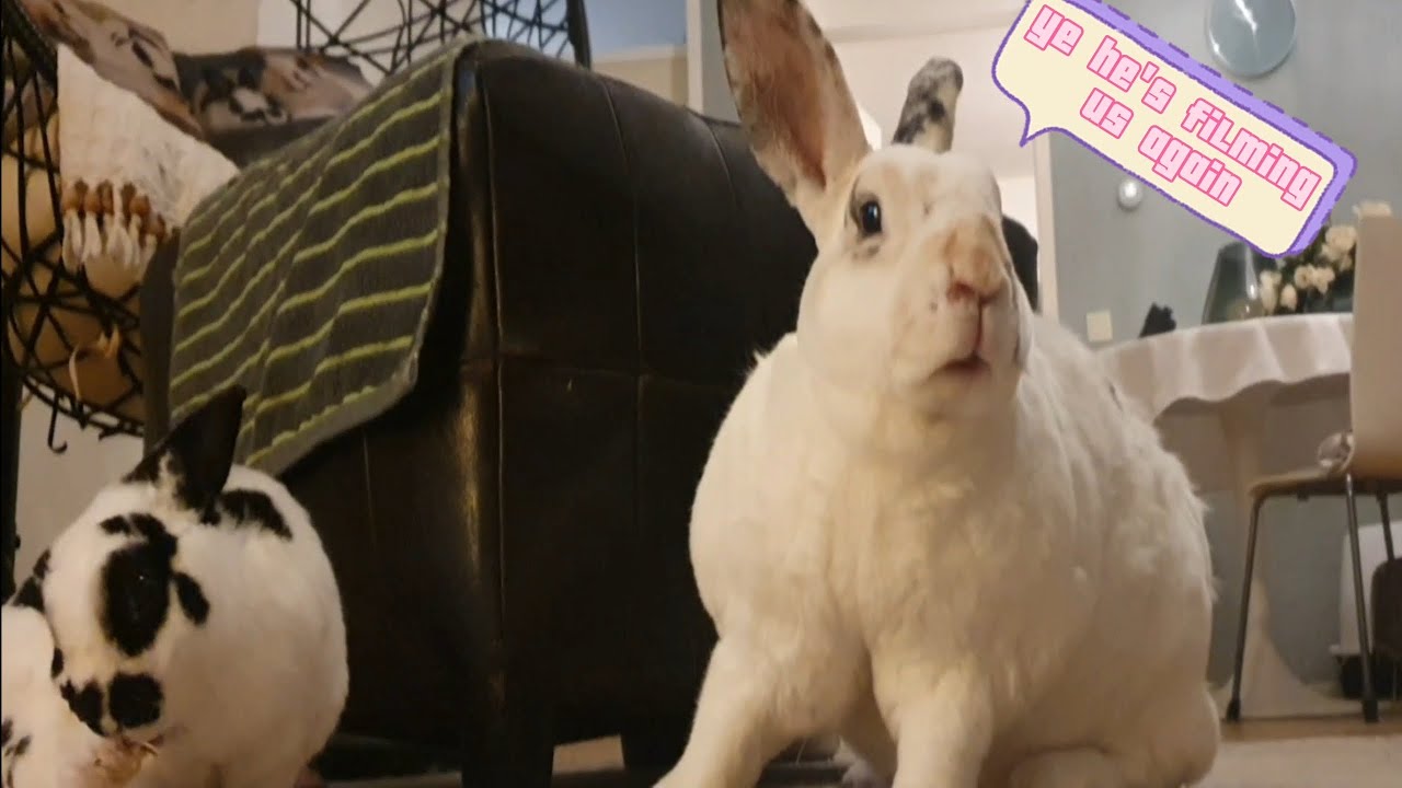 Bunny Gets Mad At Camera Man😟🐰 | Grooming Session Gone Wrong
