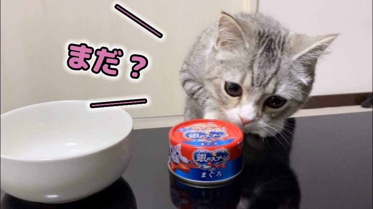ごはんが楽しみすぎて待ちきれない子猫がこちら…！笑
