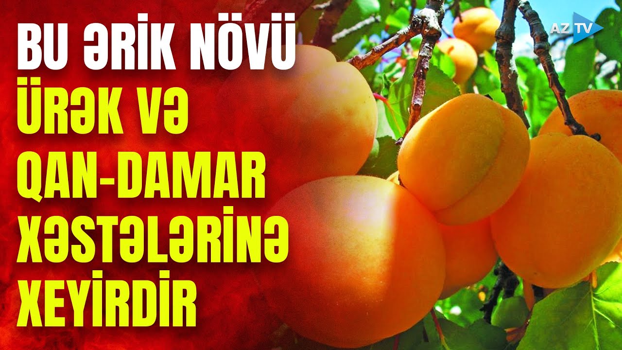 Ordubadın DİLLƏRDƏ DASTAN ƏRİK n&ouml;vləri: bu il məhsuldarlıq necədir? &ndash; Fermerlərdən t&ouml;vsiyyələr