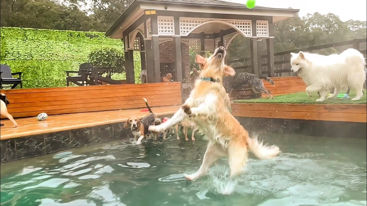 Cozy Pool Party in Winter at Dog Daycare