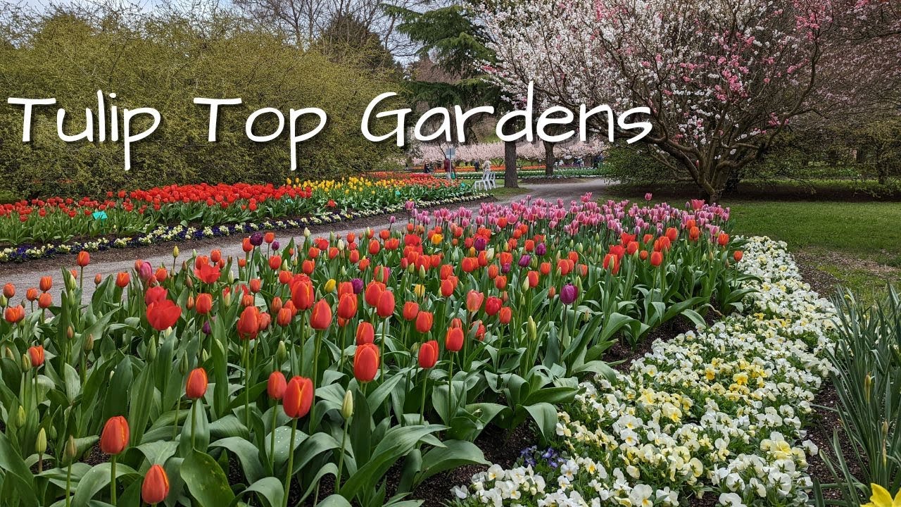 Tulip Top Gardens Canberra Australia