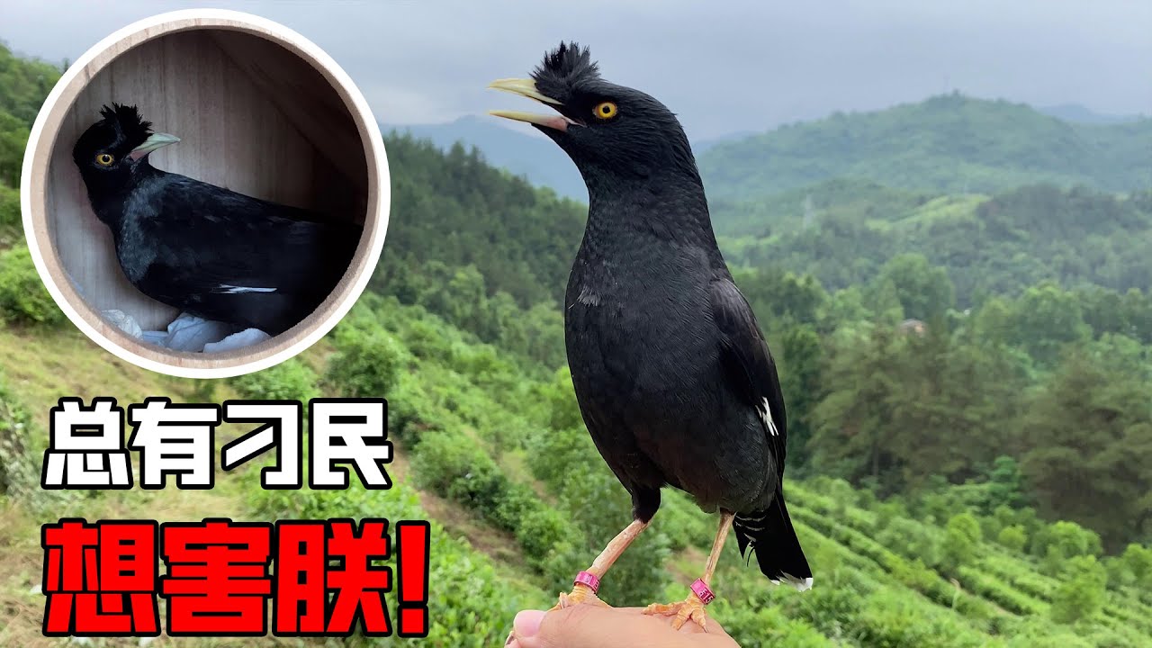 八哥：总有刁民想害朕！到处都有农药，小鸟飞回家躲到衣柜丨天下一场梦