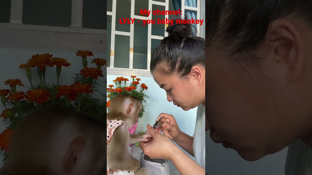 Baby monkey LyLy takes care of nails #shorts #cute #monkeylyly