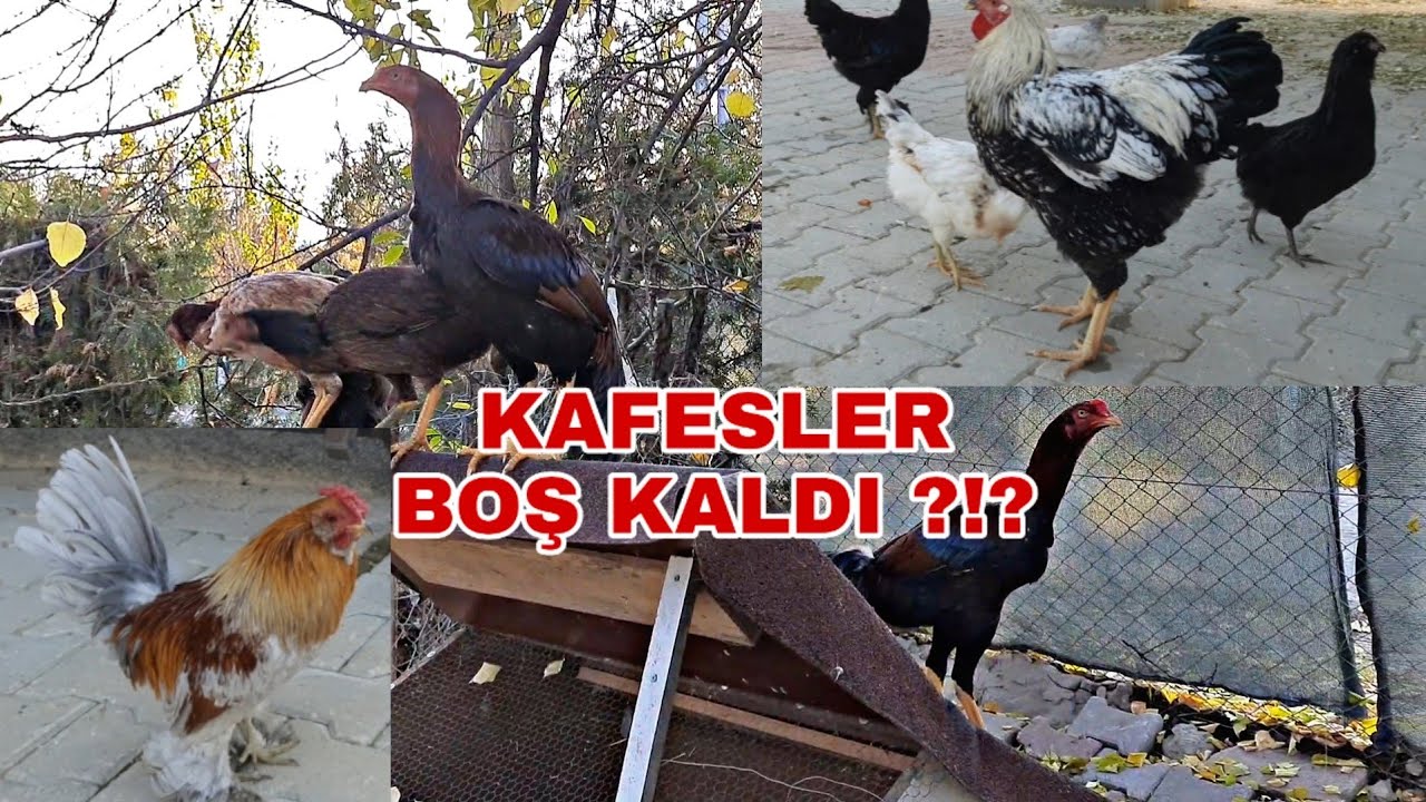 HASTALIKTAN GERİYE KALANLAR ?!? #amerucana #hint #ispenç #cücehint #crd #tavukgribi #lincospectin
