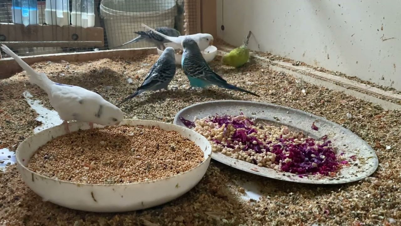 3 Hour 25 Minute Budgies Sounds, Budgies Feeding Time Relar ASMR HD 4K 60FPS