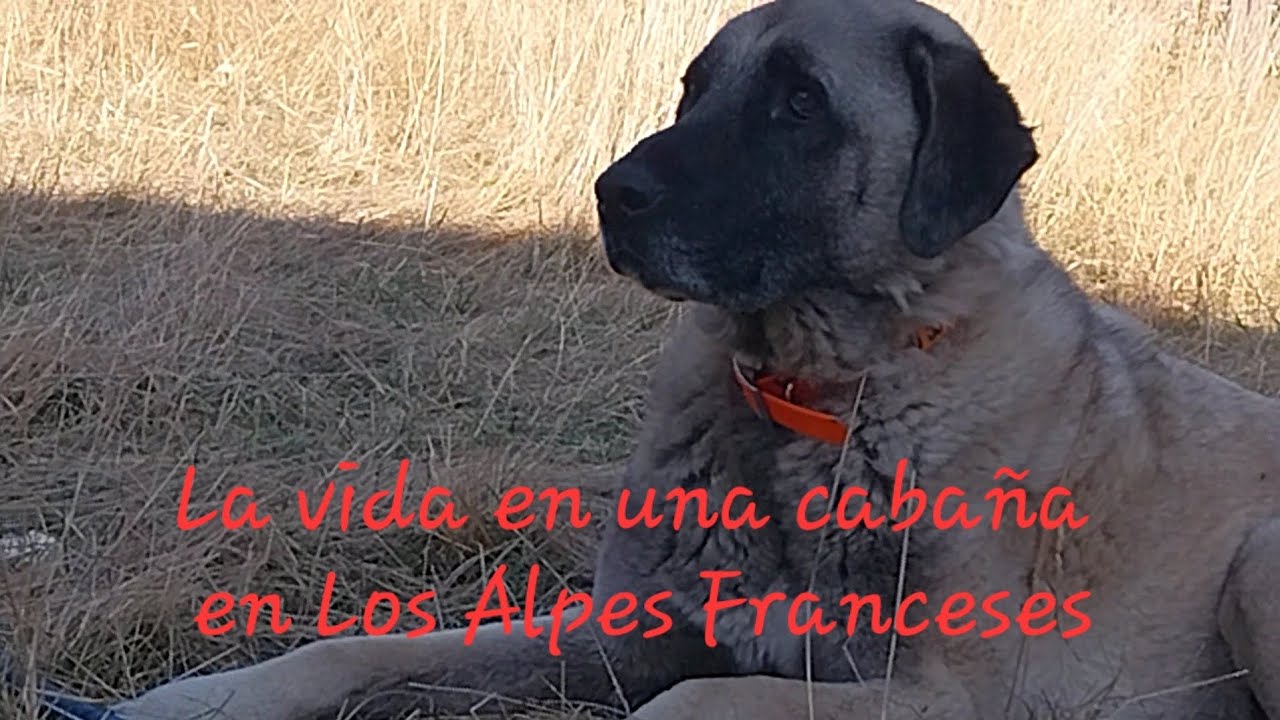 Como es nuestra vida con los animales