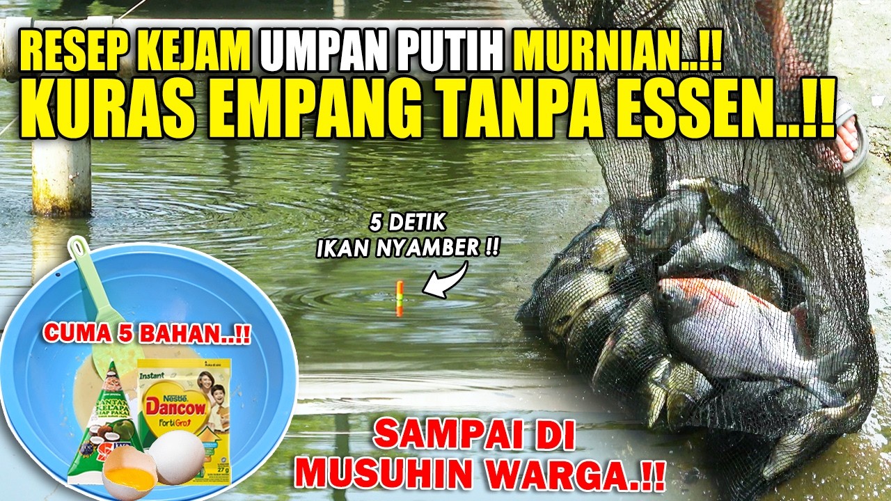 RACIKAN KEJAM UMPAN PUTIH MURNI TANPA ESSEN !! KURAS HABIS SEMUA IKAN DI EMPANG DALAM SEKEJAP❗❗