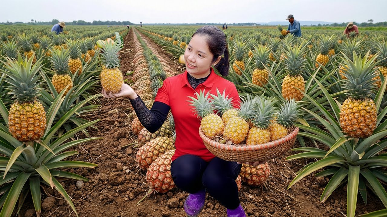 Hanna Harvest Pineapple: Thousands of Sweet & Golden Fruits in the Sun & Sell at the market