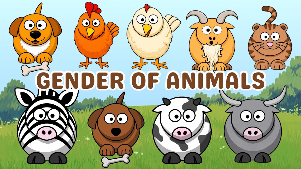 Gender of animals: bull, rooster, hen, dog, cow - Animals