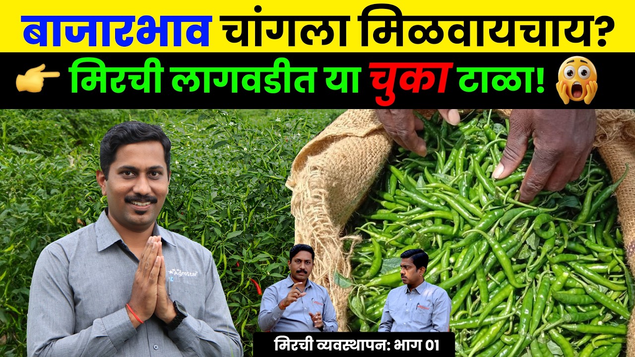 Chilli Farming । मिर्ची लागवड हंगाम। Mirchi lagwad Top Varatiy।मिर्ची रोप कसे निवडावे। मल्चिंग