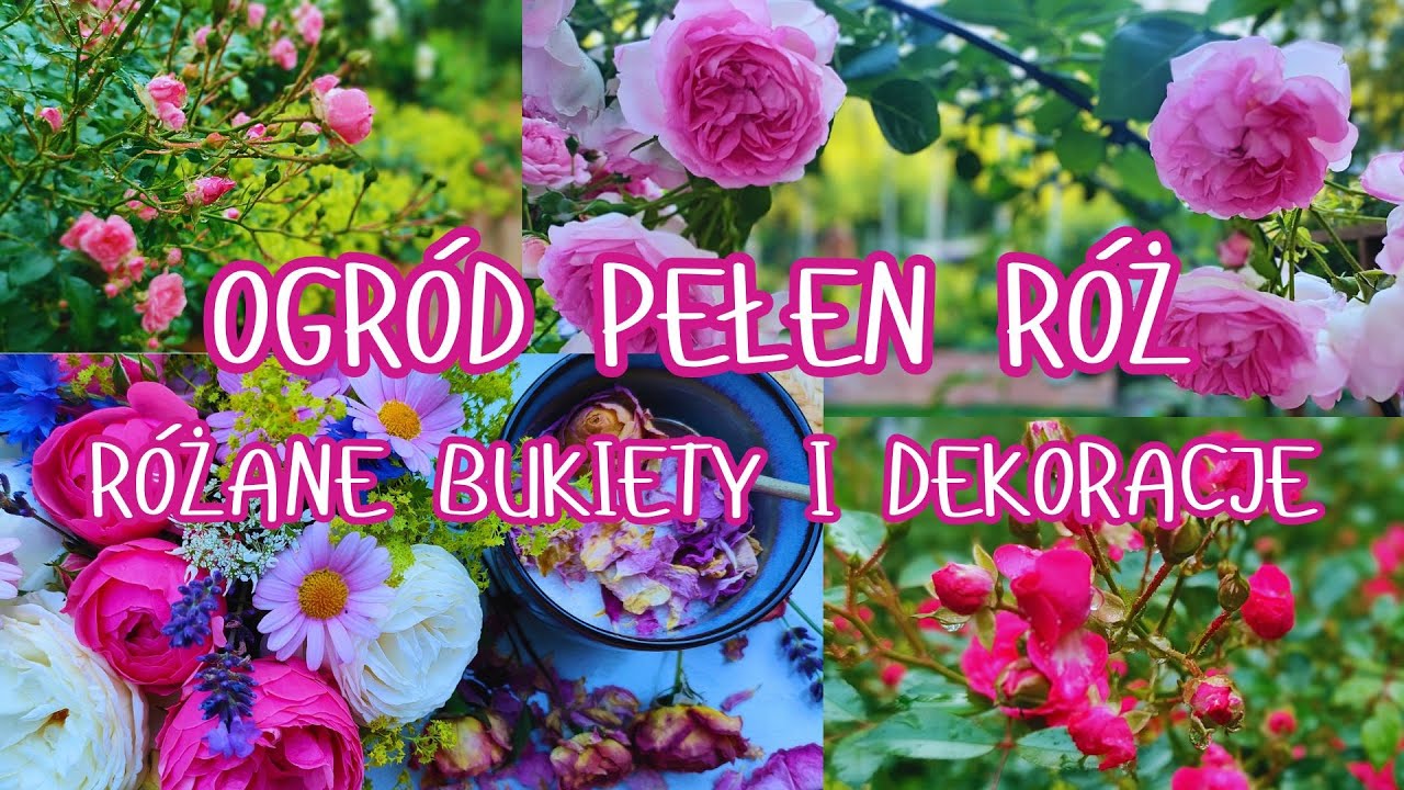 DEKORACJE i BUKIETY z RÓŻAMI w roli głównej. SPACER PO OGRODZIE pełnym kwitnących róż i bylin.